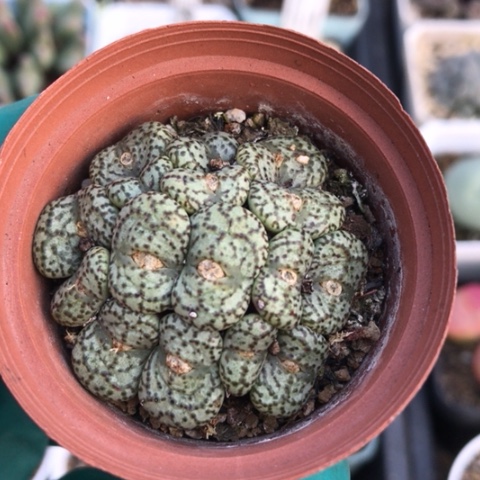 多肉肉锥 16头安贞