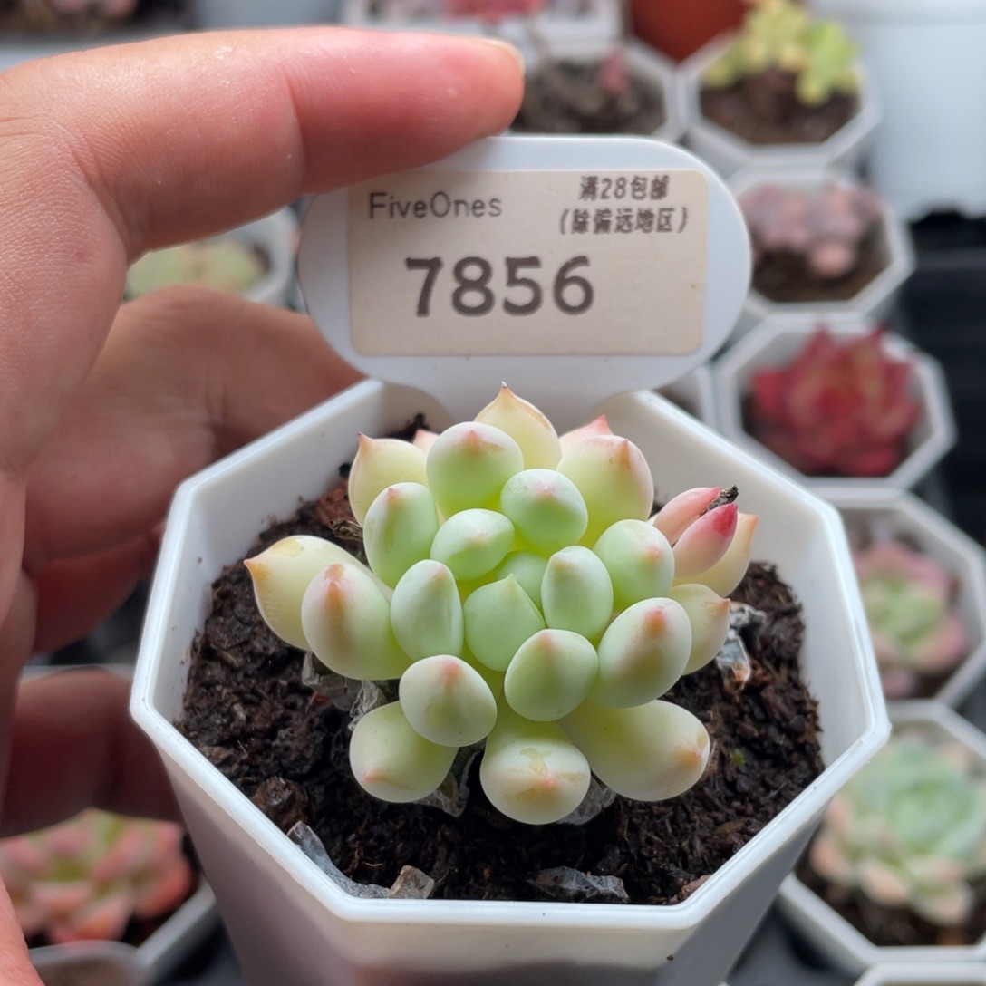 明珠7856-4.5厘米