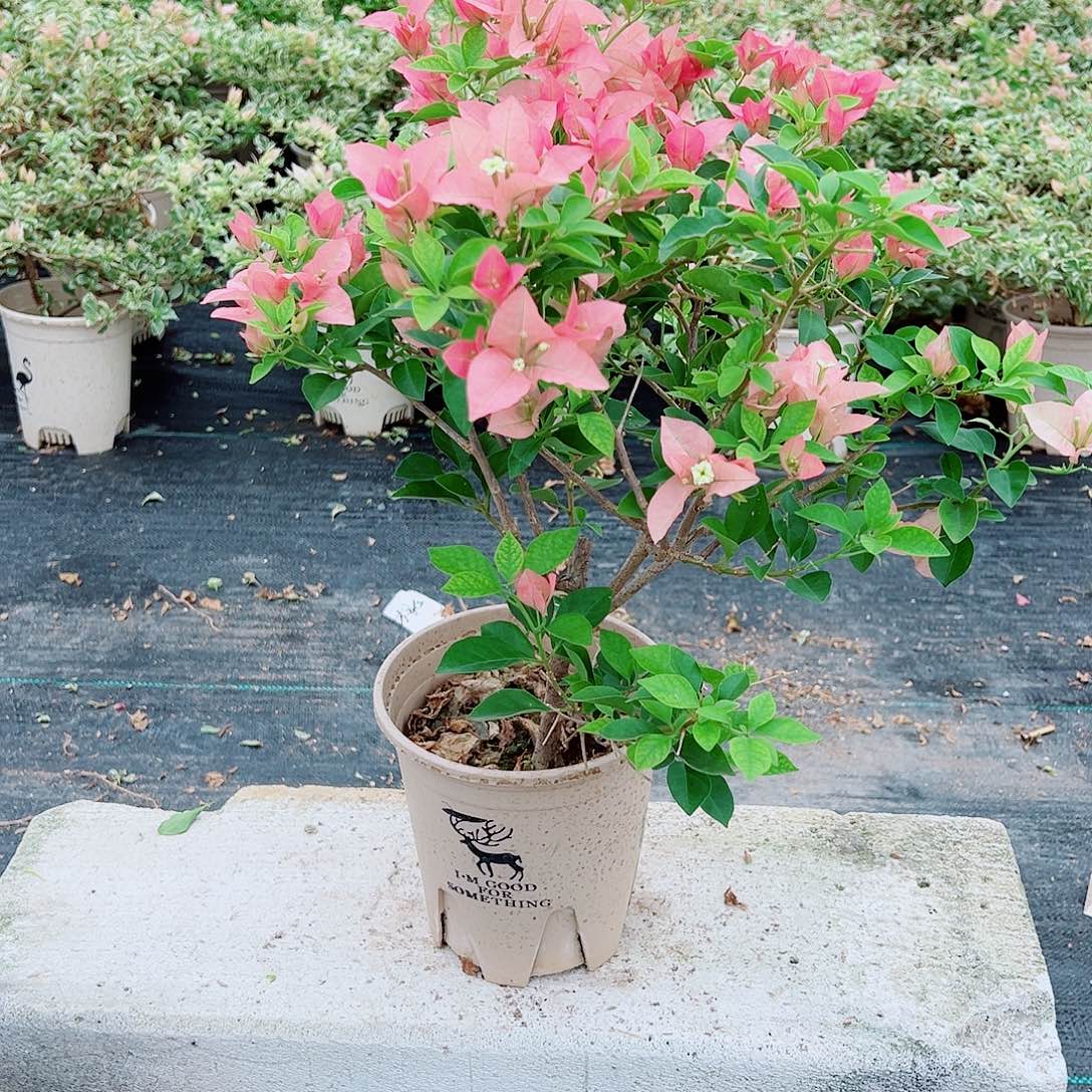 完全开放卡亚塔08