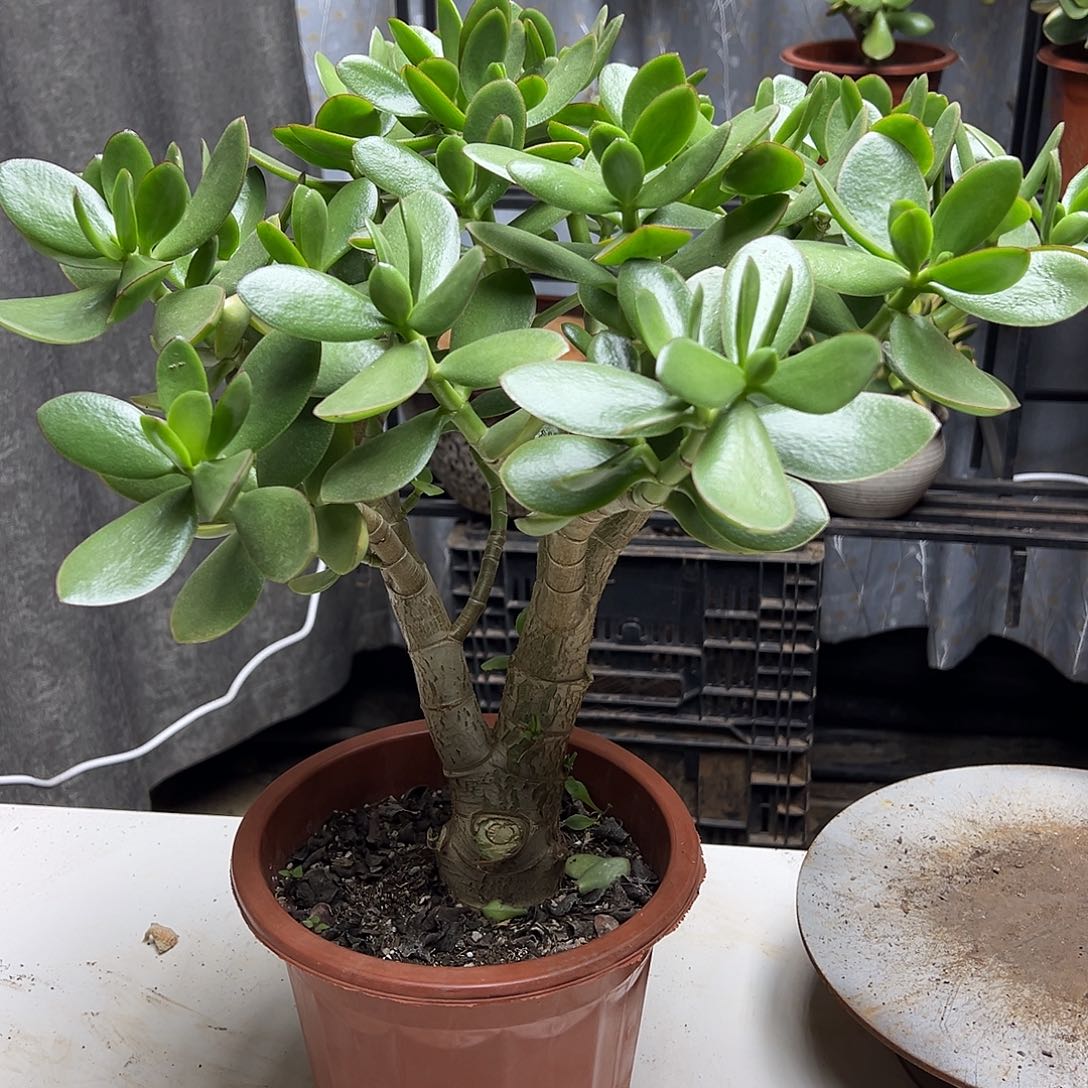 7年玉树带土球发货