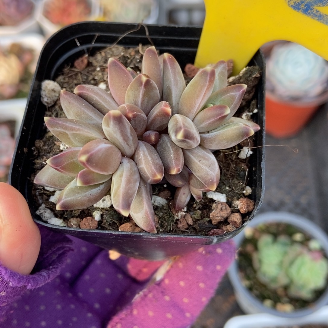 632梵高美人多肉植物