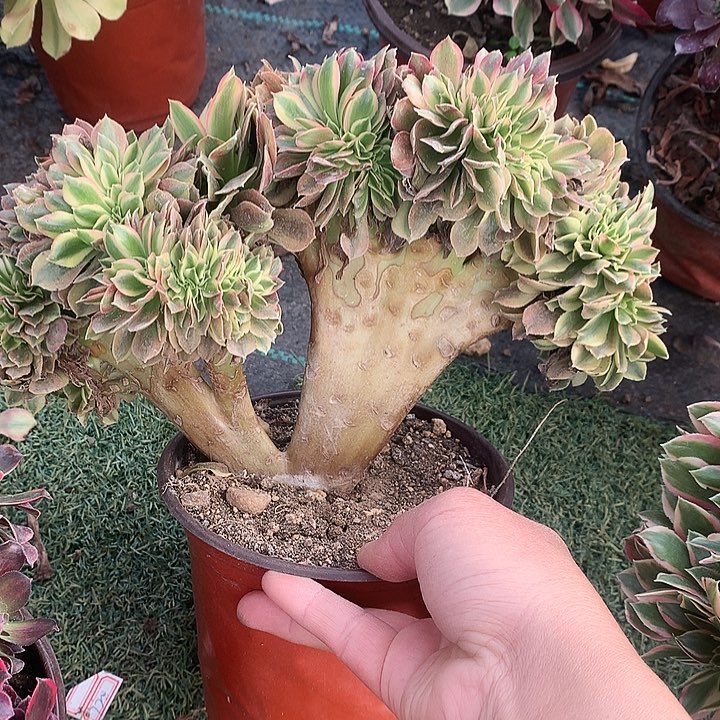 105红袖缀化多肉植物