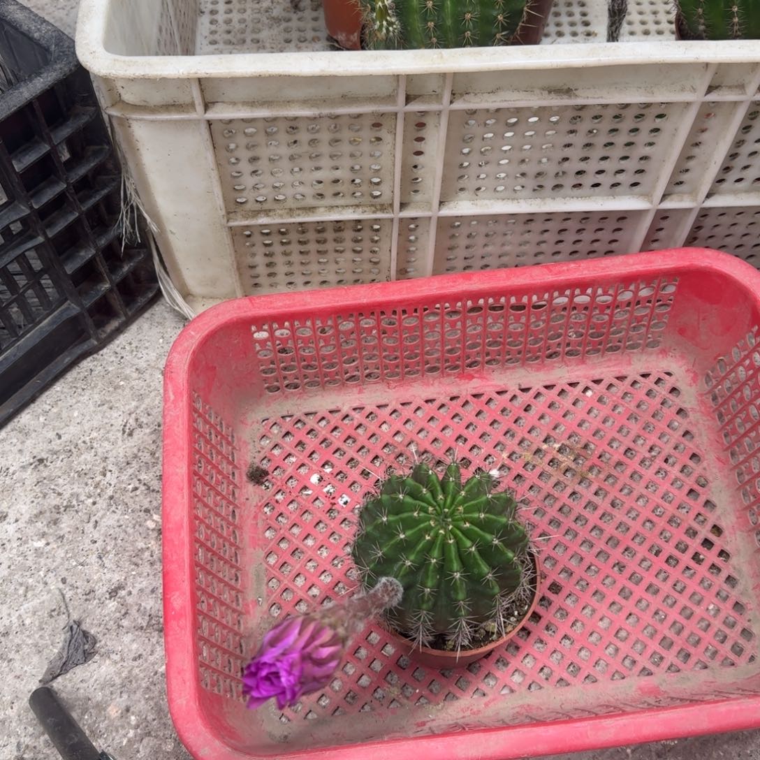 ****࿐无花朵彩草哈哈哈哈哈哈