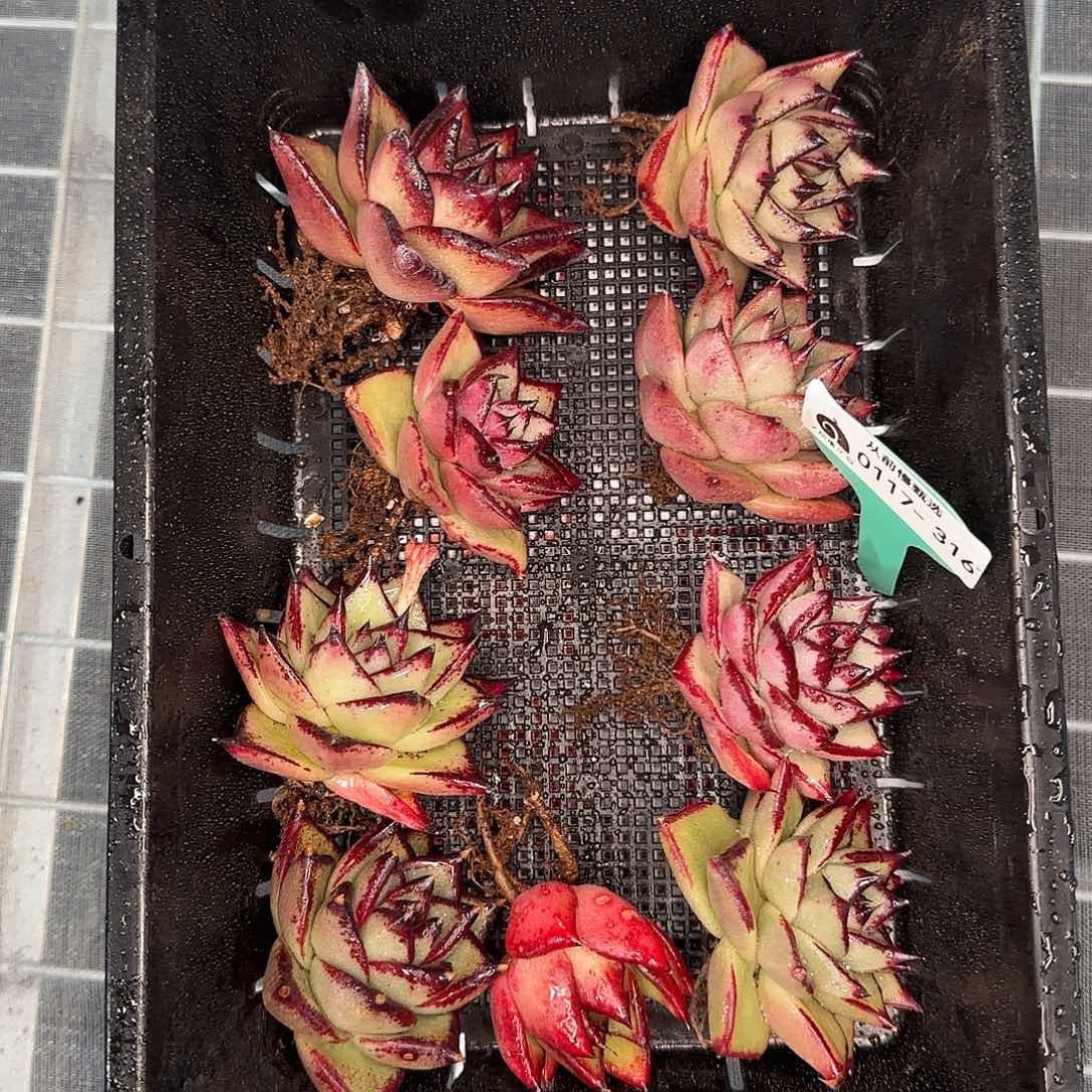 从前慢花园精选0117-316