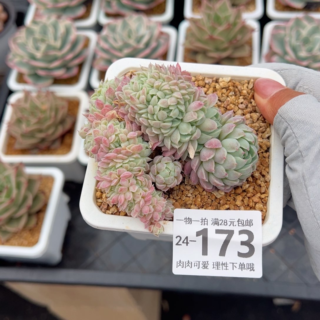 羊脂球缀化多肉多肉多肉多肉