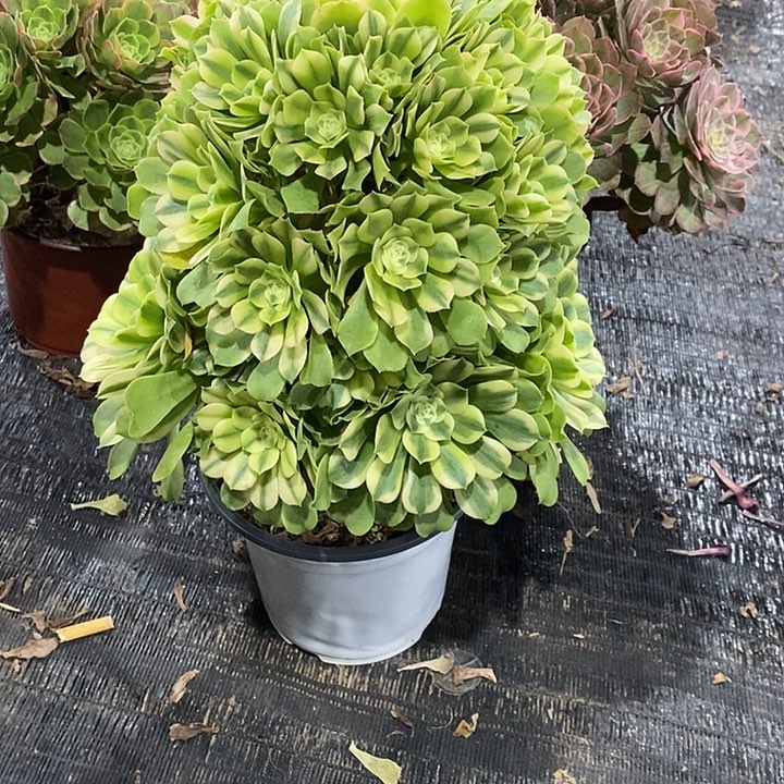 冬**阳辛尼亚700。               