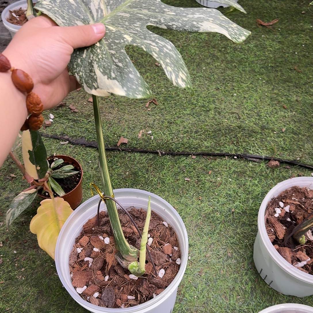 慢***送无花朵焦糖布丁一叶一芽A2