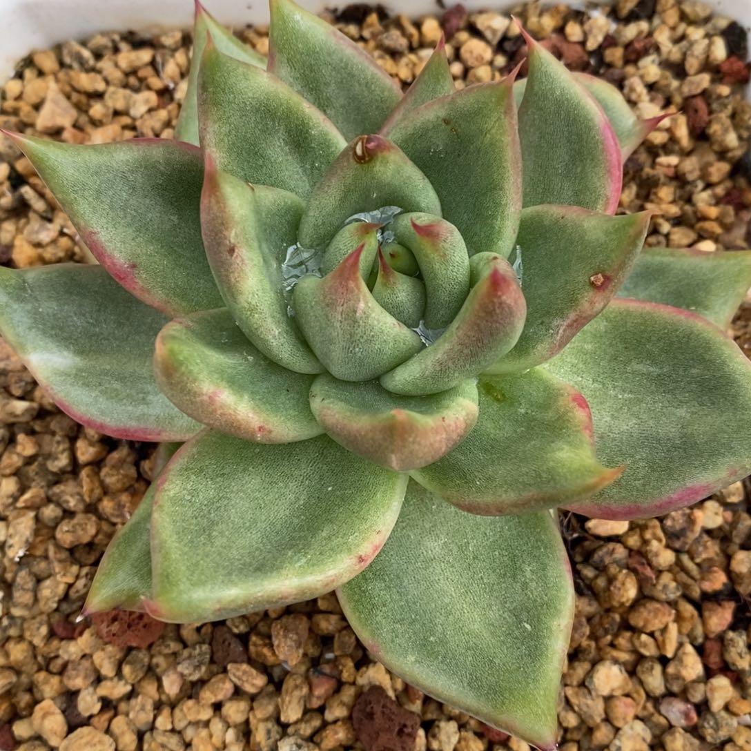 代***～无花朵东云系多肉植物