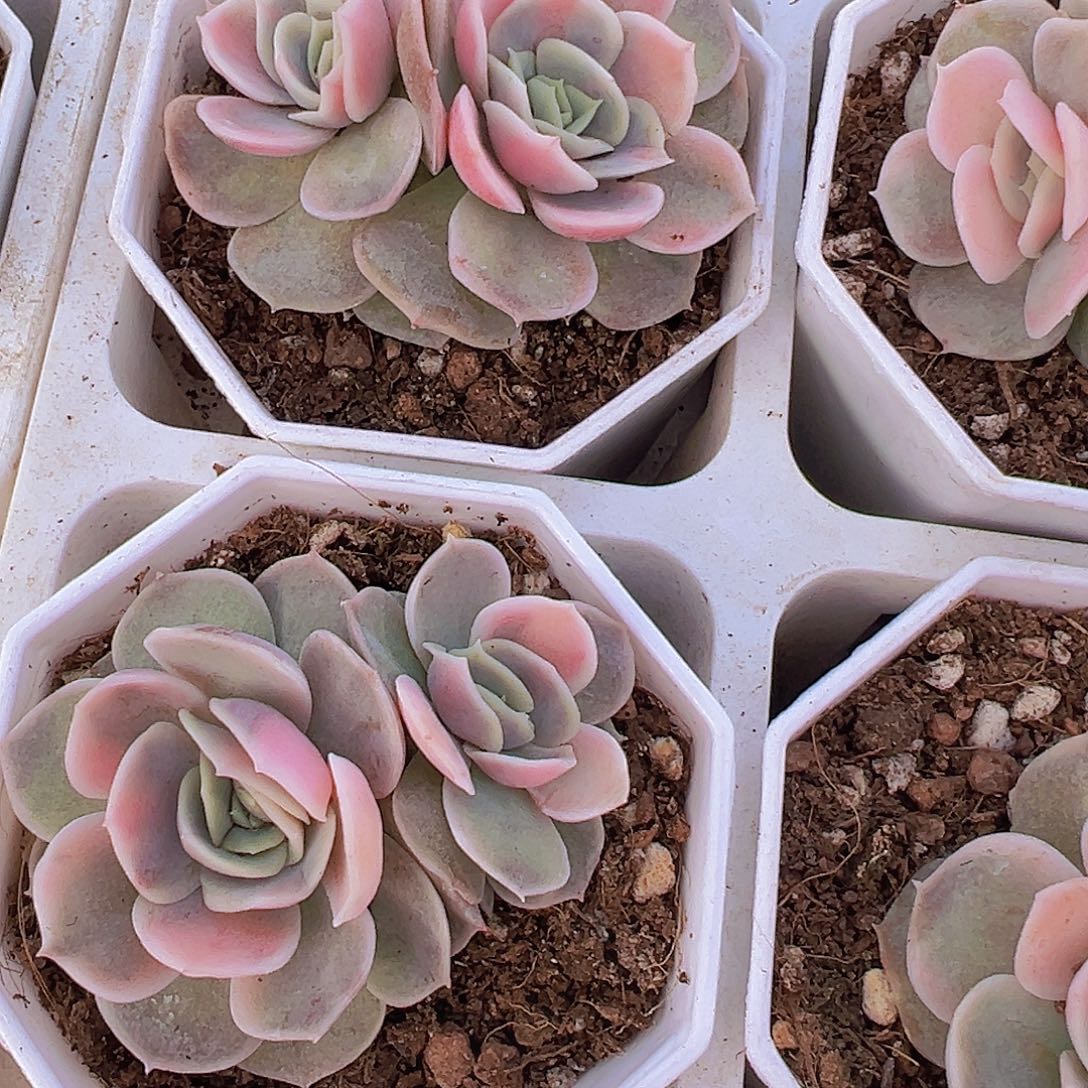 双头蓝色惊喜锦19包邮