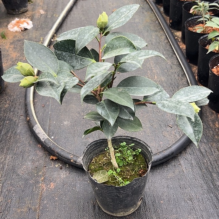 大部分花苞少量开放，绿可娜