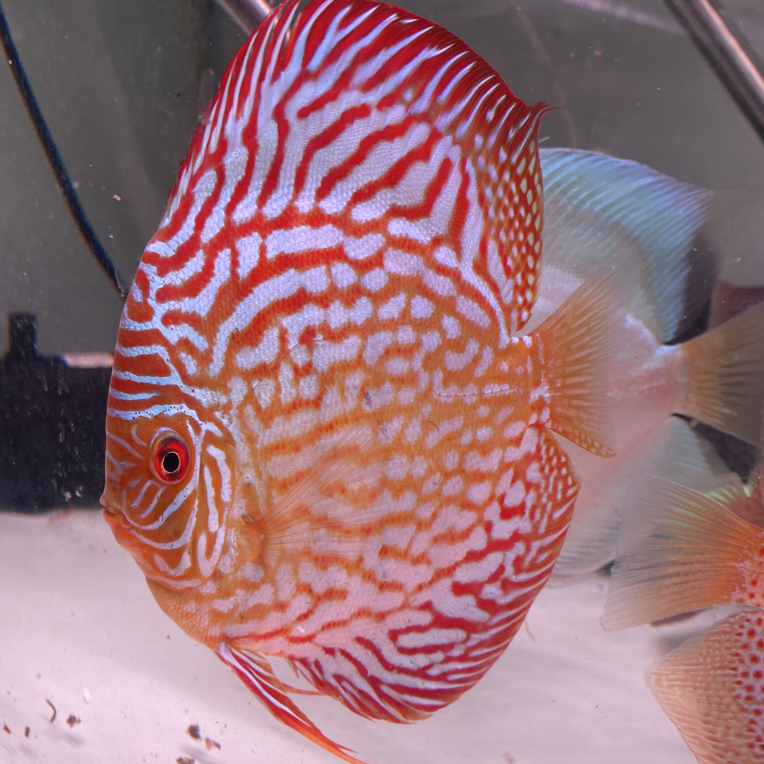 超萌好物大松石七彩神仙鱼热带观赏鱼