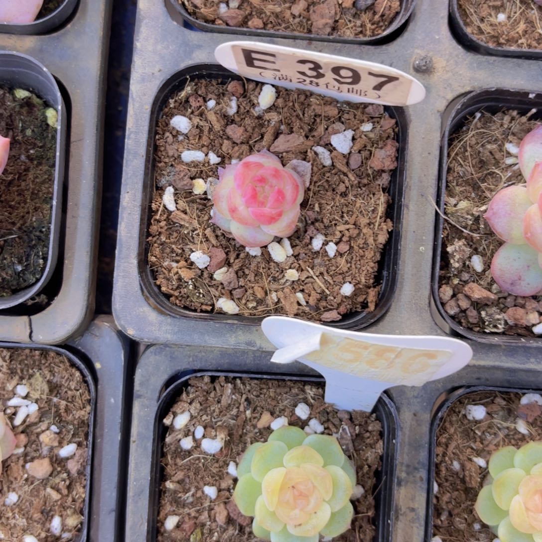 E397奶芙一物一拍