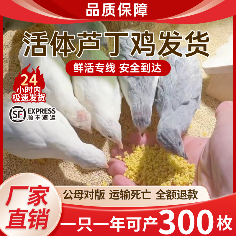 宠物鸡40 - 60天青年芦丁鸡活体包邮包损疫苗齐全可产蛋宠物鸡