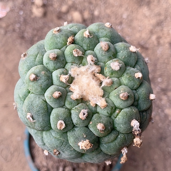 仙人球袖浦接8.3公分开花