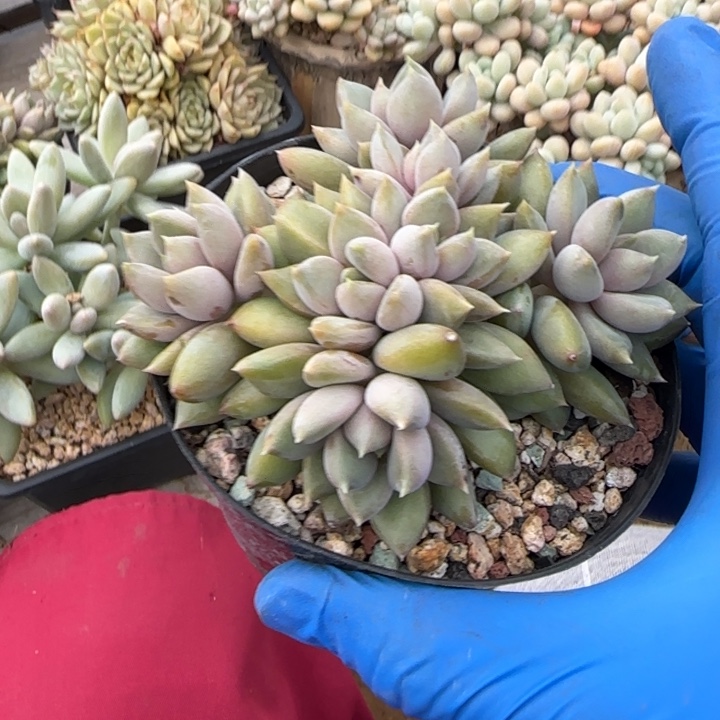 象牙红朵朵缀开五十包邮
