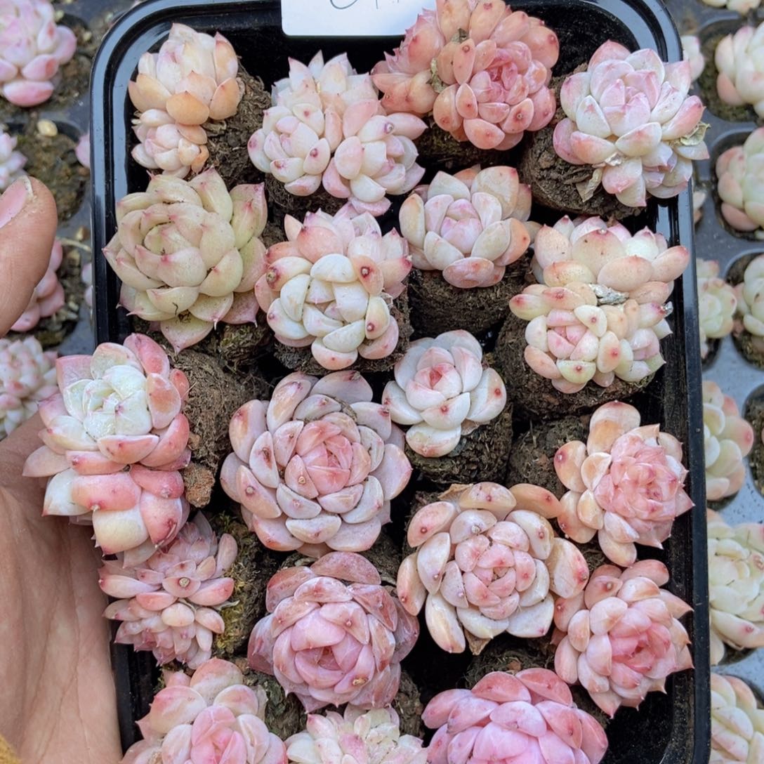 春泥家框拍链接C11