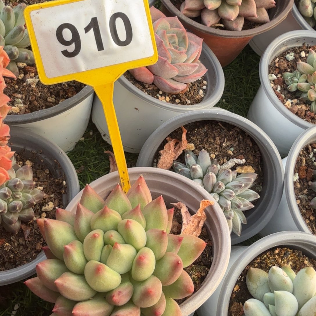 多肉植物漂亮多肉910