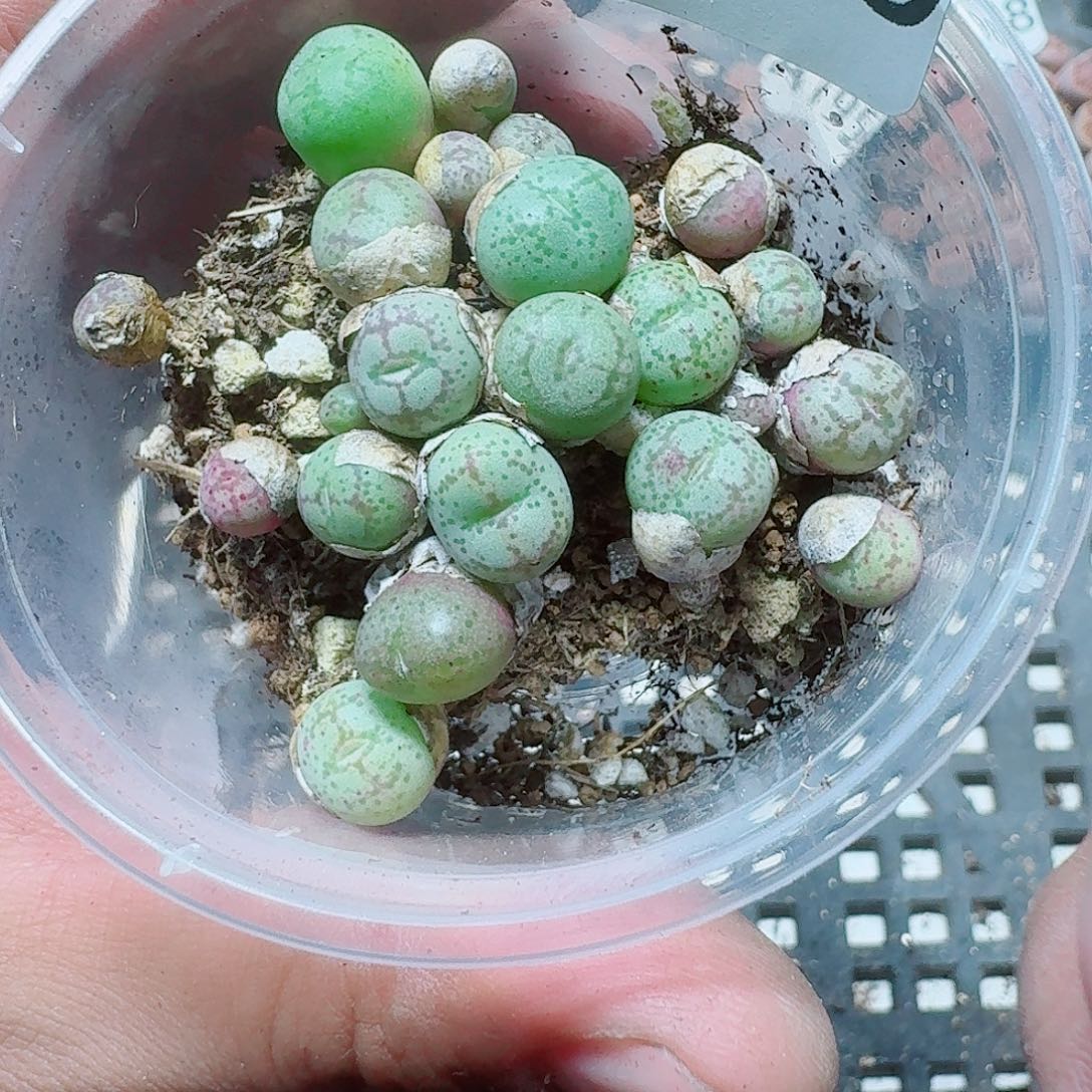 199 多肉植物多肉植物