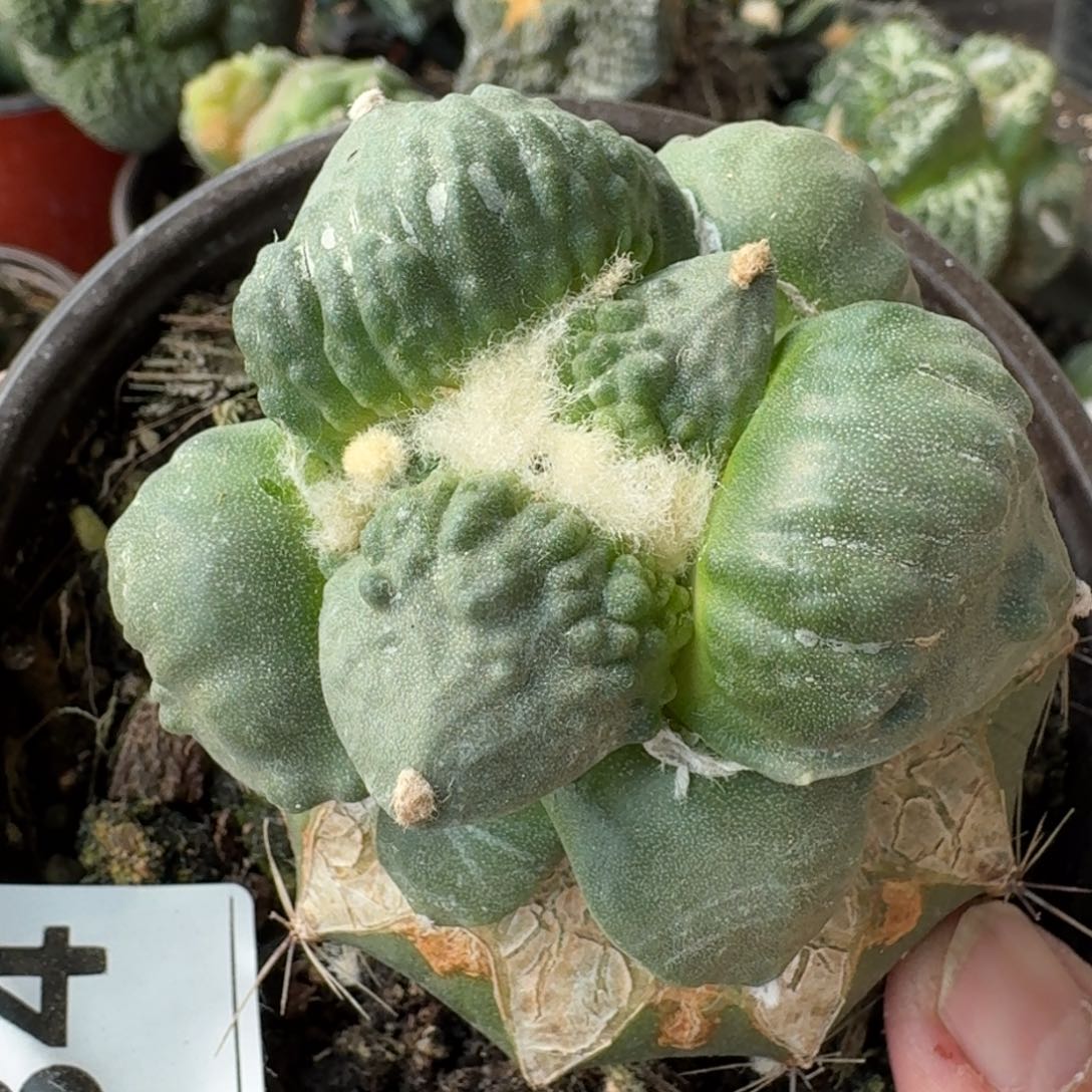 【闪购商品】苗接村主怒涛934