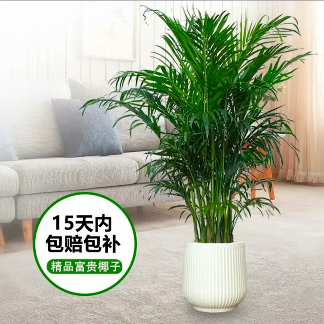 【1.2米-1.4米富贵椰子】大型绿植净化空气适合客厅办公室摆放