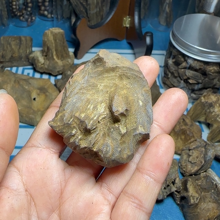 h***8木质母树绿奇陆河包头8克