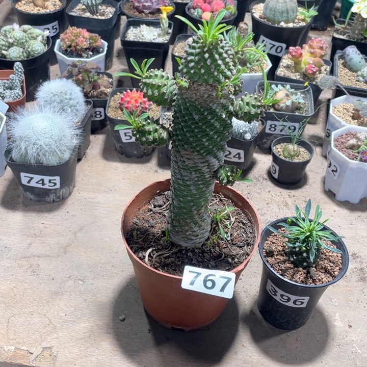 767超大铁甲麒麟大戟