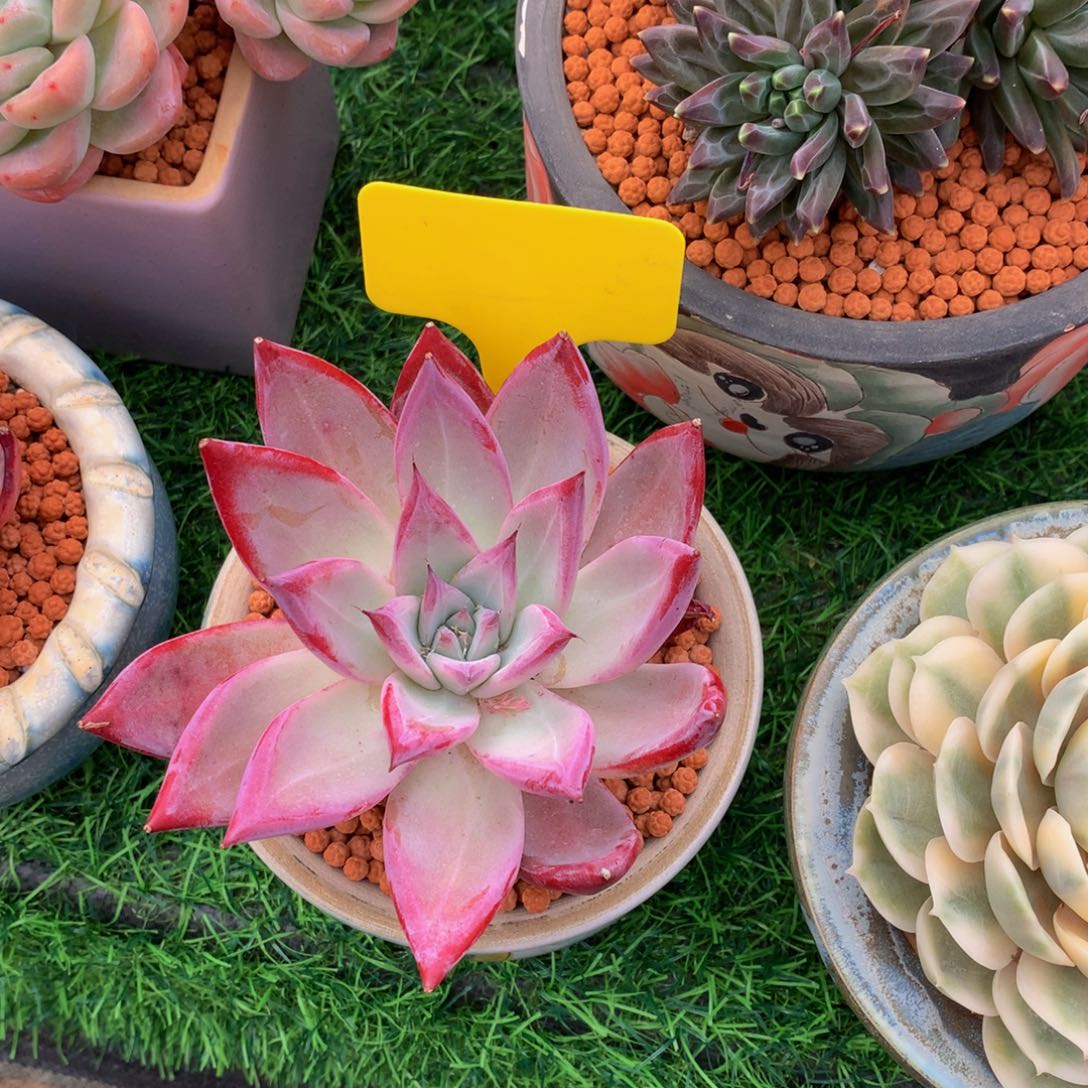 多肉植物字卡62672