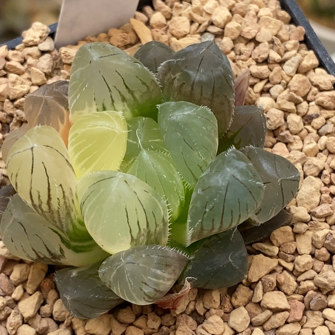 435赤线玉露多肉植物