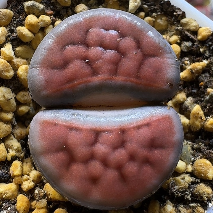 生石花111111。  297