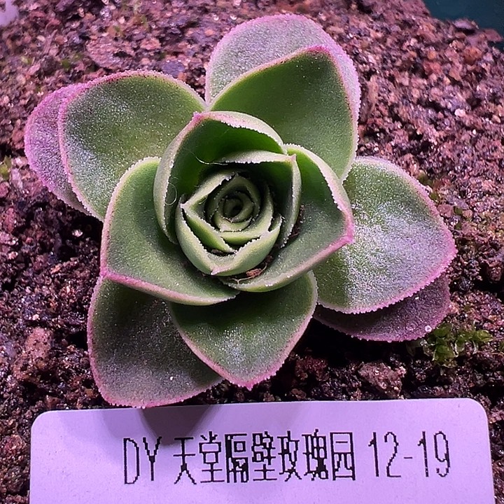 露妮909带珠珠厚叶鎏绪微梦