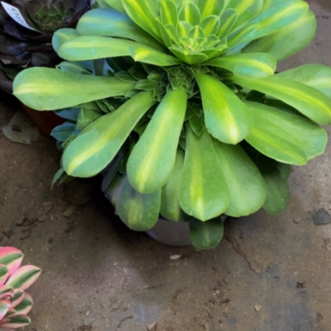 翡翠琉璃多肉植物4656