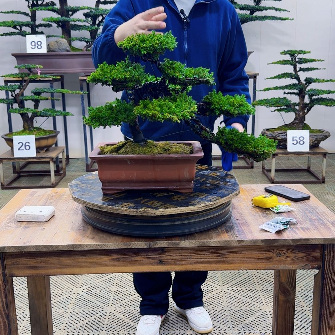 无花朵柏树造型盆景