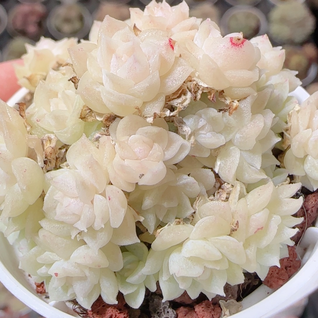 花语多肉1212-38散