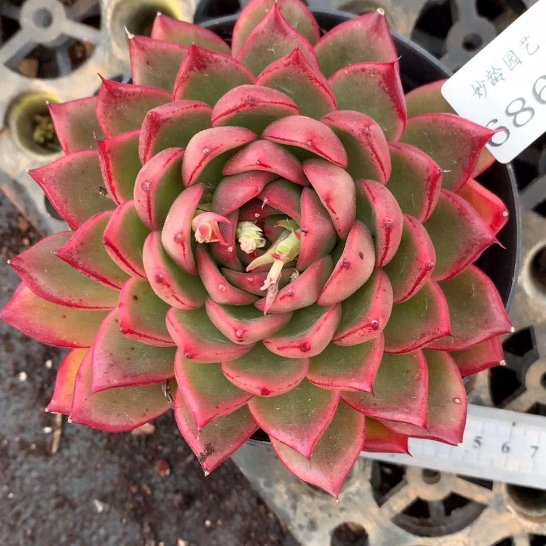 6867杂交精品基地11厘米