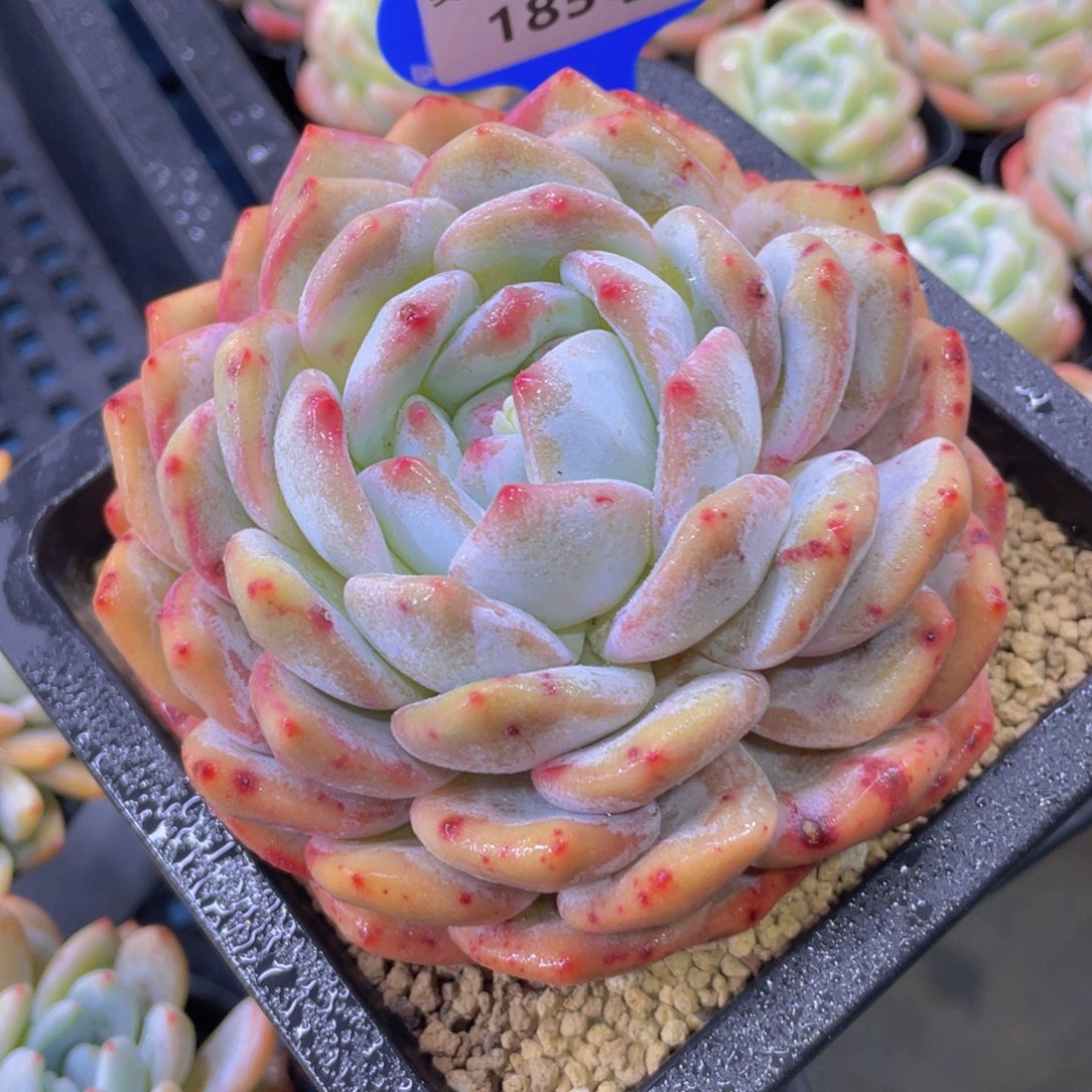 185号宽叶大韩橙单头一个