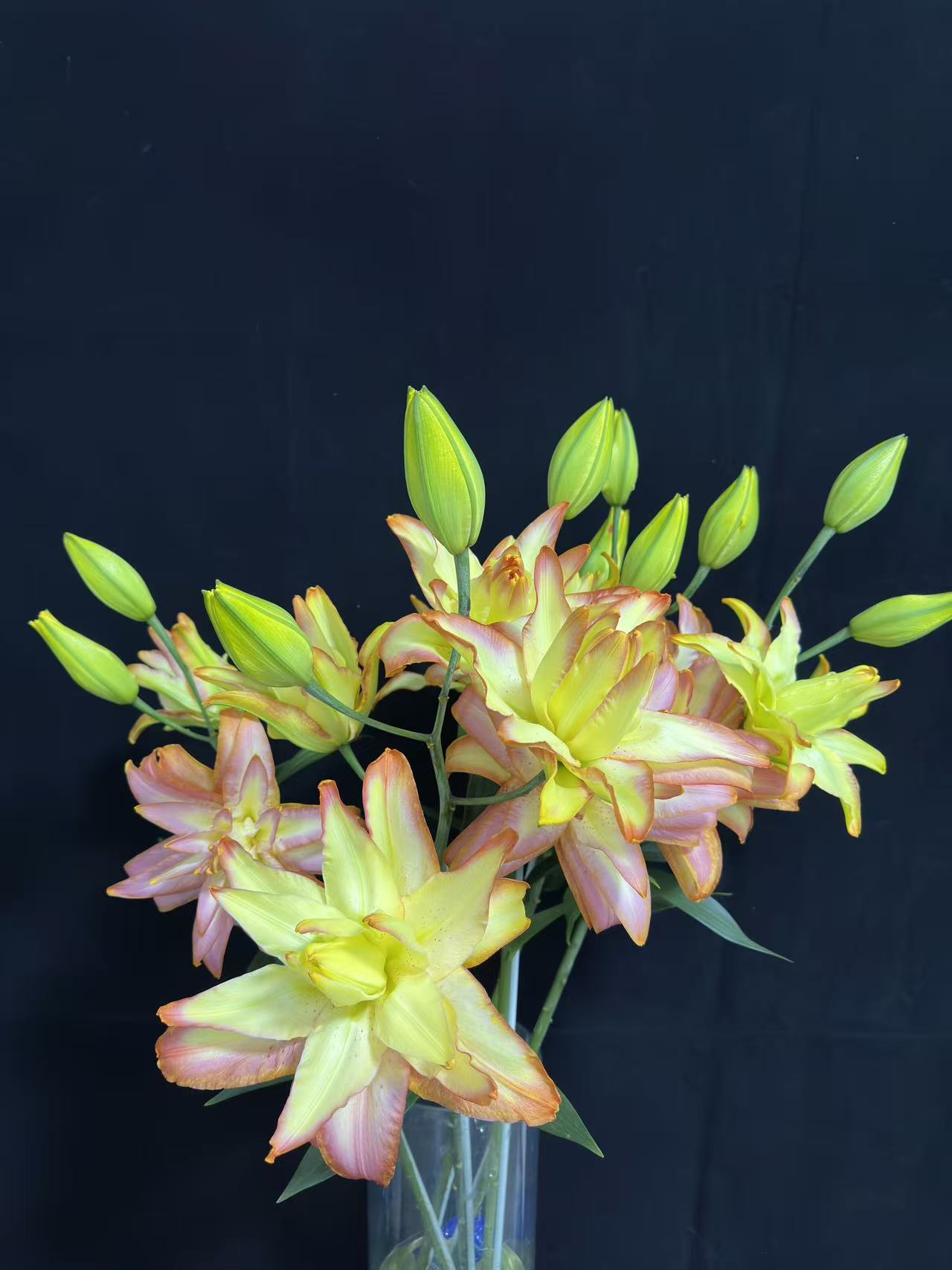 （定制精选）多头黄金甲吸色重瓣百合---以直播间展示为准