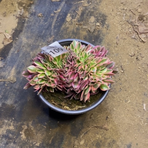 女巫多肉植物3109