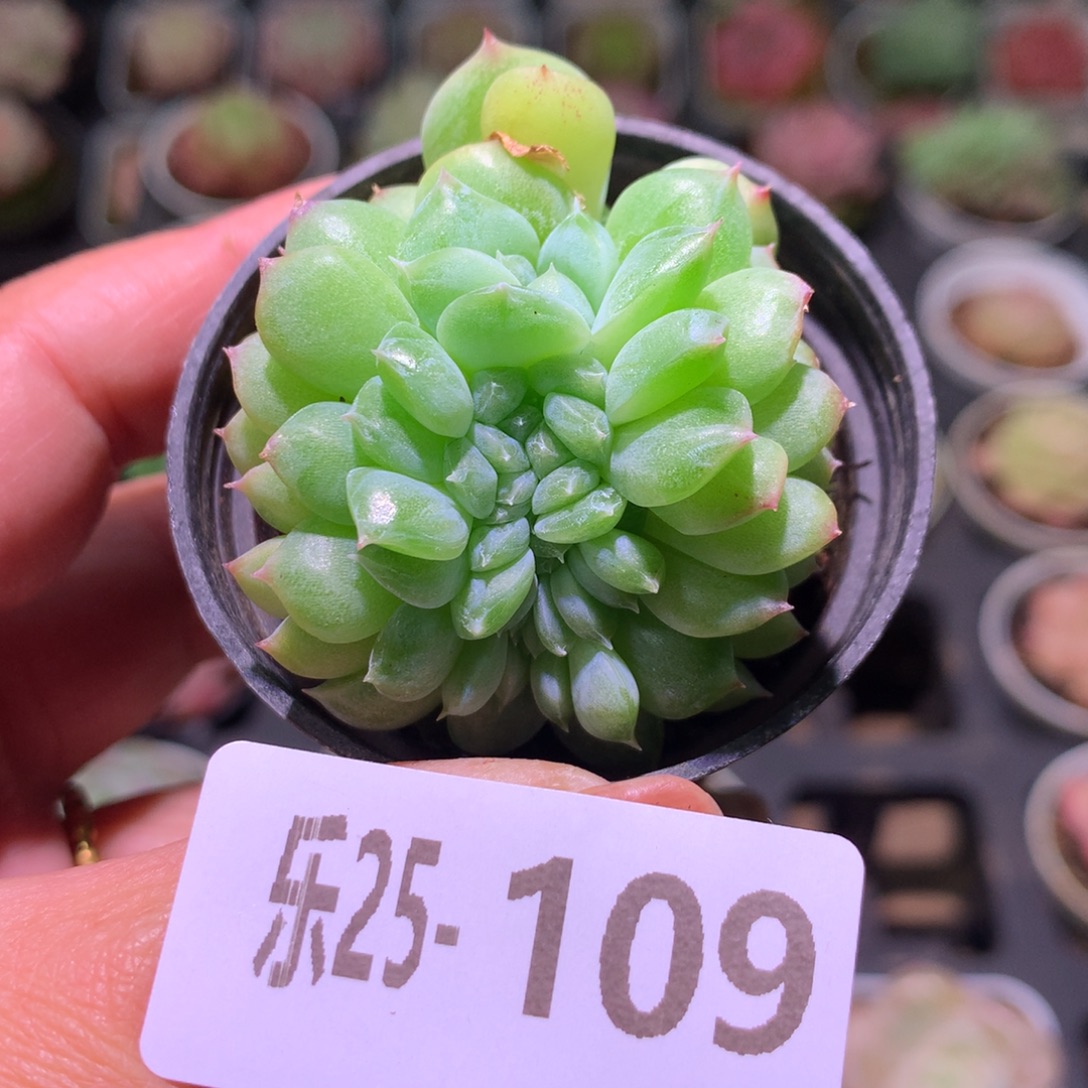 乐然25-109 新品缀化