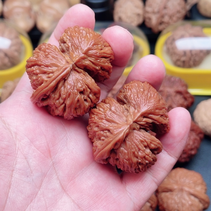 文玩核桃把件宁*白狮子犀牛角44×38×30