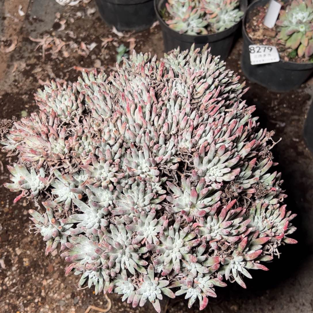 8283哈哈哈哈哈哈哈哈