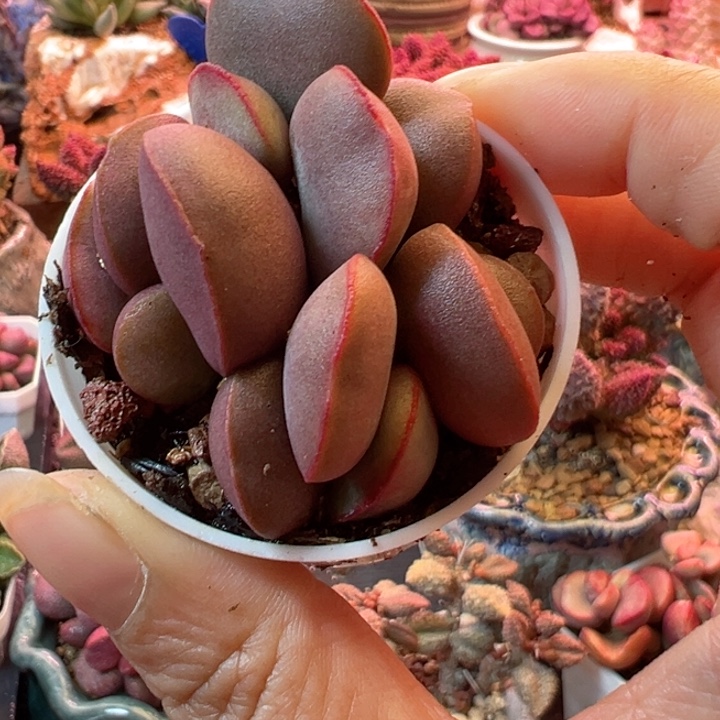 可以说我很喜欢你了吗