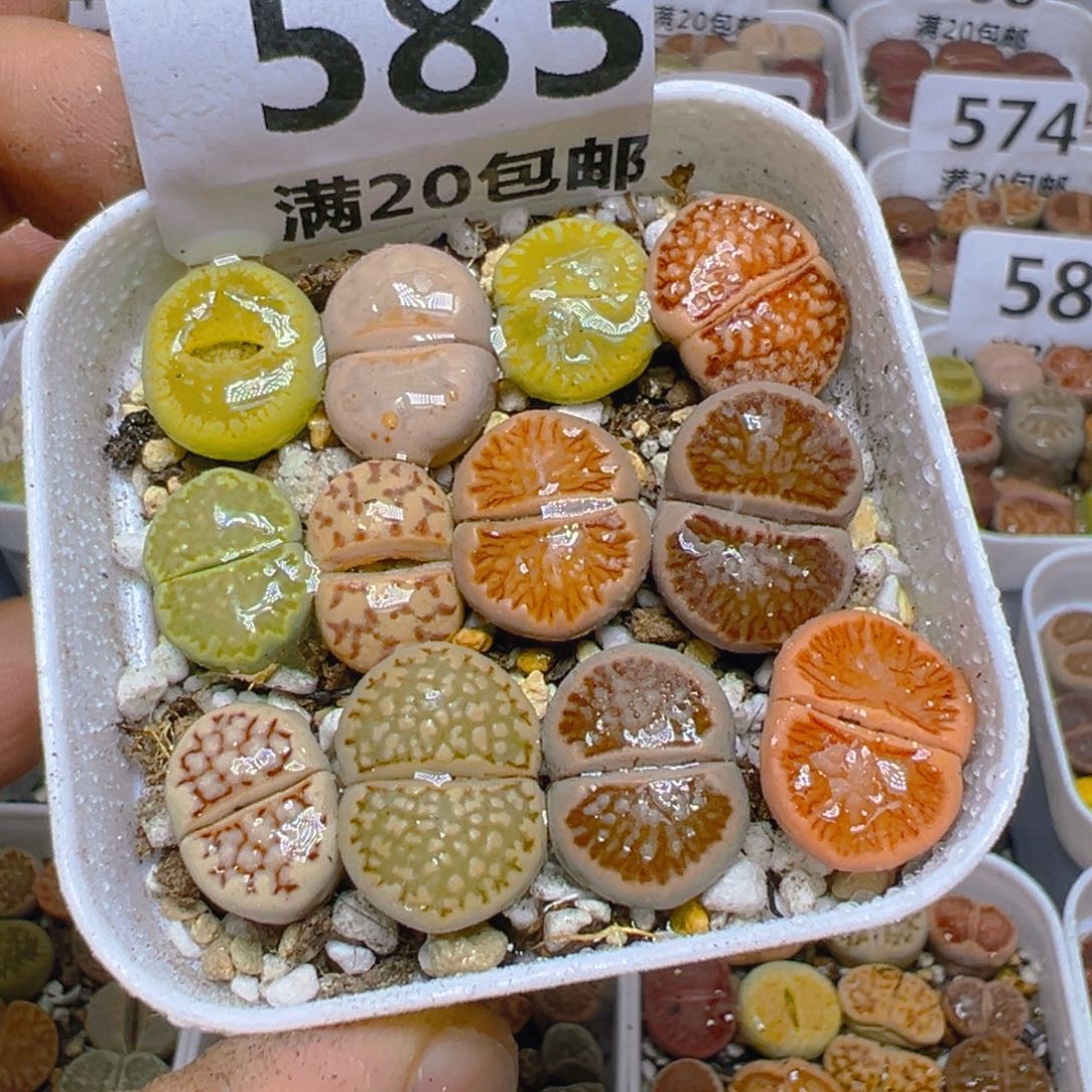 【闪购商品】 583。