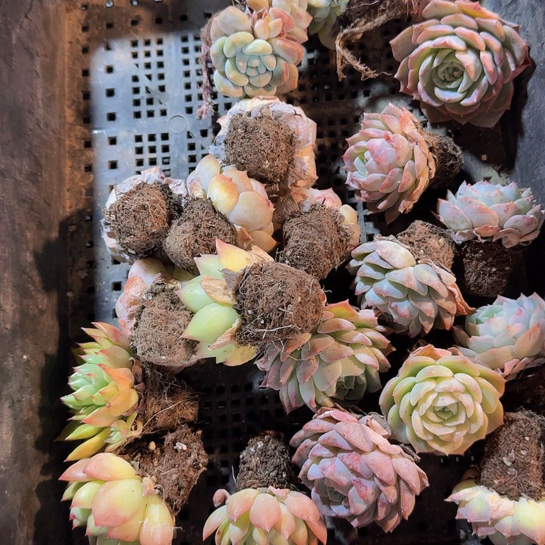 直播福利一物一拍39