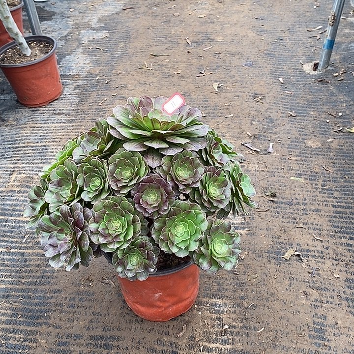 11，花月夜134567778888