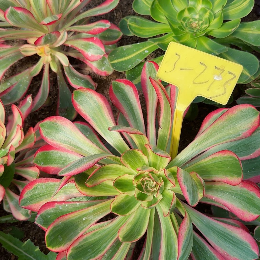 3-273+--无毒白多头多肉植物