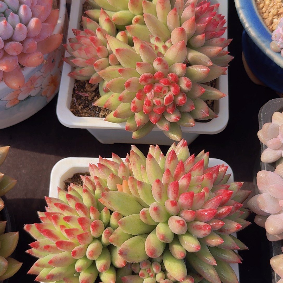 二代虞美人多肉一物一拍