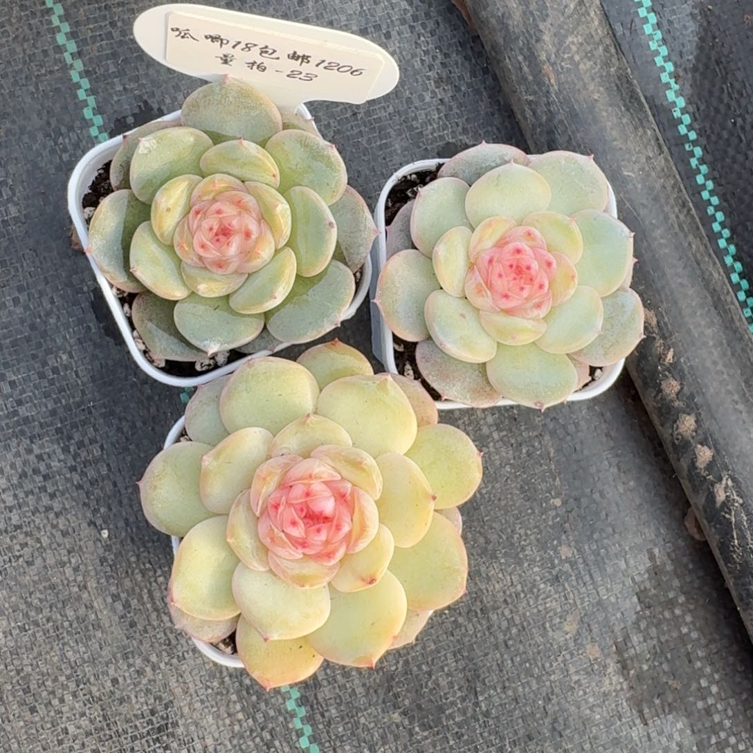 1206-023-水中花一颗量拍