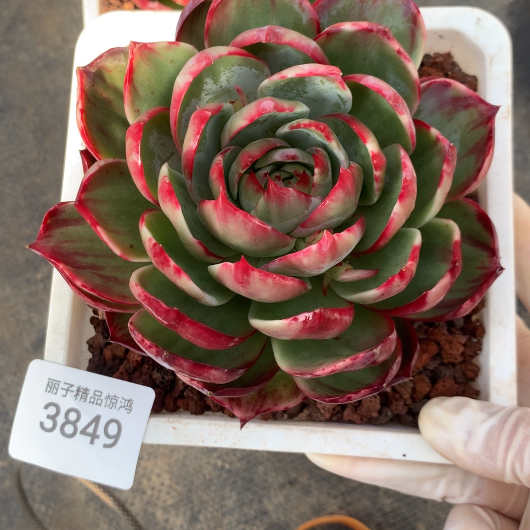 *****3849一物一拍11厘米