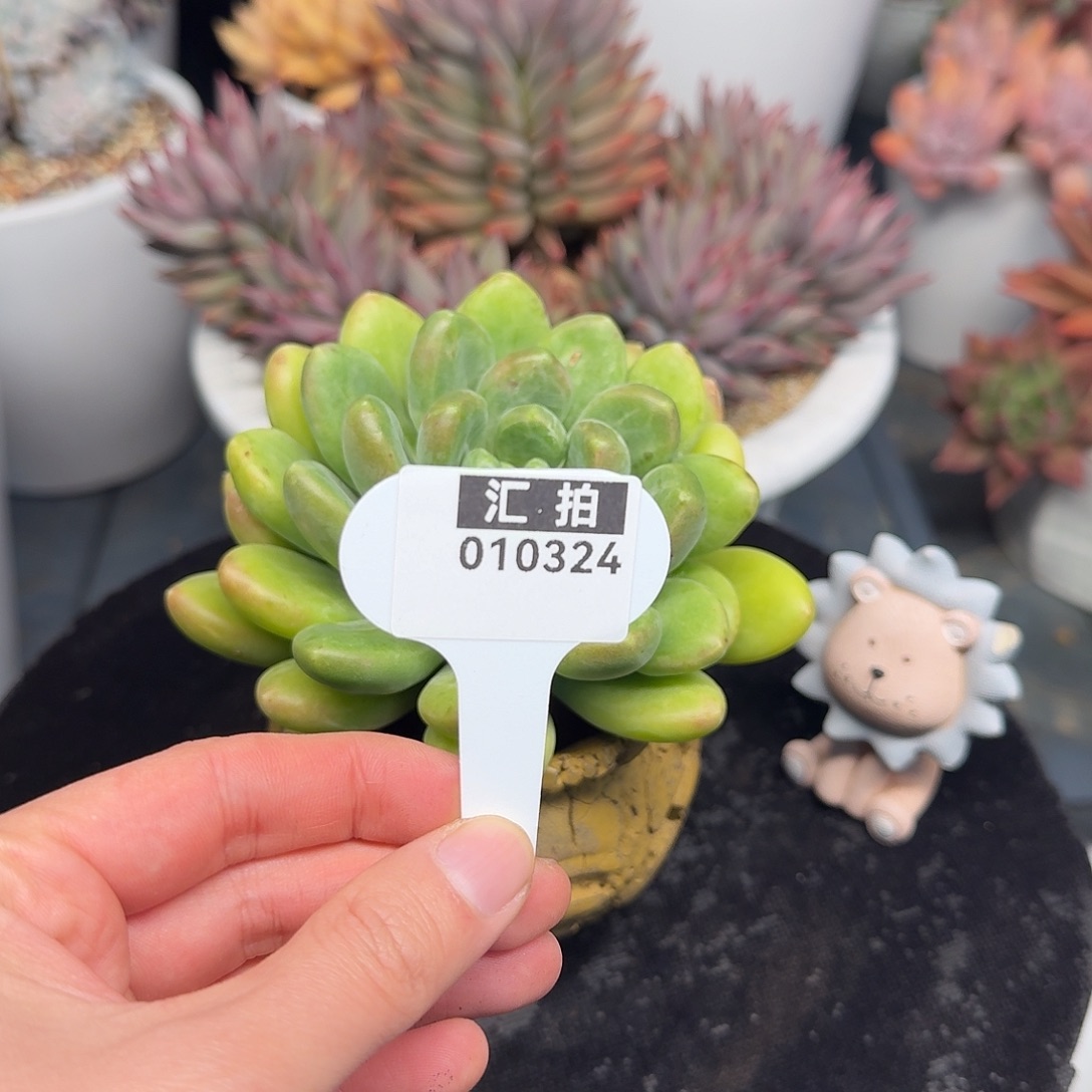 精品多肉植物010324