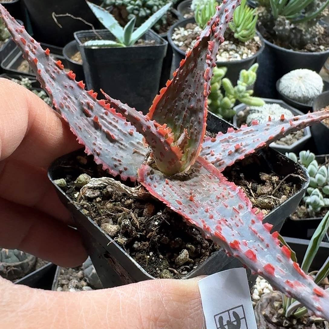 332超级芦荟脱土发货